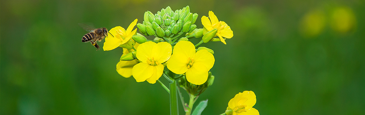 綠態風味原香菜籽油